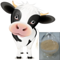 Application effects of Antibacterial Peptide in cow’s diet
